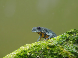 Balkan crested newt or Buresch's crested newt Triturus ivanbureschi