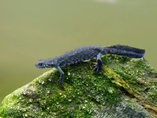 Balkan crested newt or Buresch's crested newt Triturus ivanbureschi