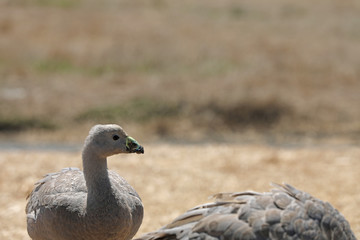 Hühnergans in Australien
