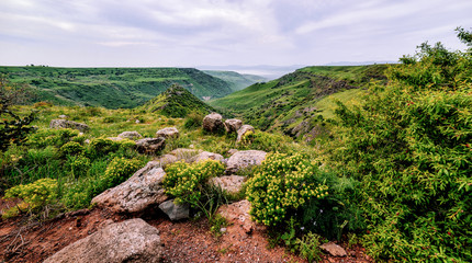 Fototapeta premium trees and flowers in the mountains in nature 3