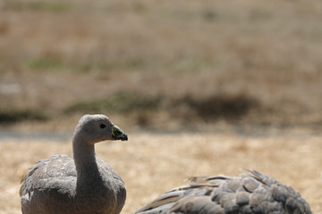 Hühnergans in Australien