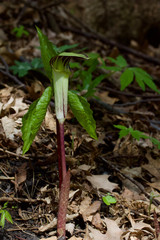 Macro view of an attractive jack-in-the-pulpit wildflower blooming in its native woodland forest habitat