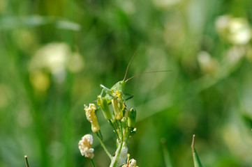 image of a grasshopper on a flower