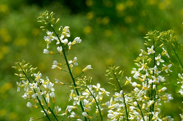 Obraz premium image of plants with flower