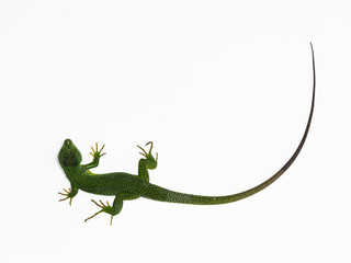 Balkan green lizard, Lacerta trilineata