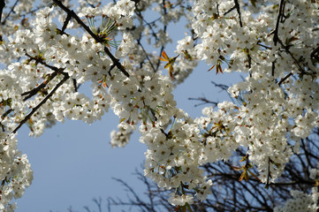 image of plants with flower