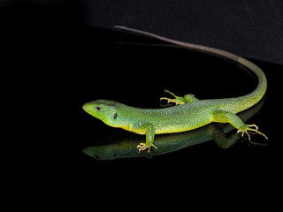 Fototapeta premium Balkan green lizard, Lacerta trilineata