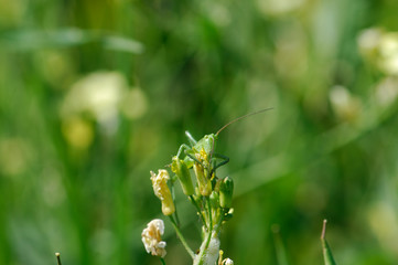 image of a grasshopper on a flower