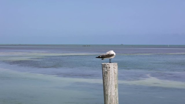 Seagull Florida Keys
