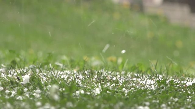 hailstorm in the grass