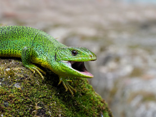 Naklejka na ściany i meble Balkan green lizard, Lacerta trilineata