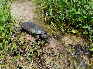 Caspian turtle or stripe necked turtle, Mauremys caspica