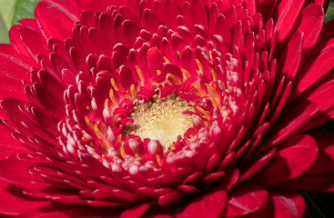 closeup of a pink flower