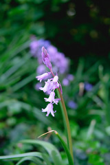 Bluebells Spring flower, blue