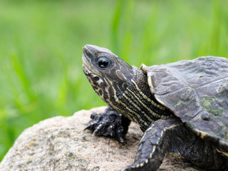 Caspian turtle or stripe necked turtle, Mauremys caspica
