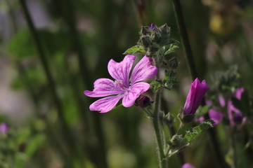 purple flower in nature