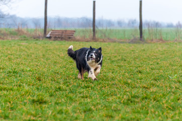 A border collie dog running on the field