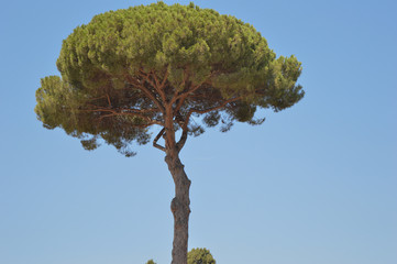 Italian stone pine 