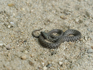 Dice snake, Natrix tessellata