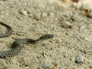 Dice snake, Natrix tessellata