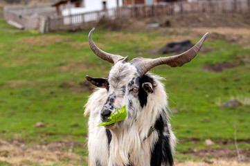 A goat standing on the field and eating a lettuce