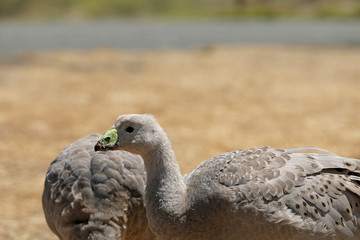 Hühnergans in Australien
