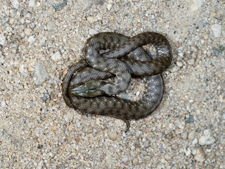 Dice snake, Natrix tessellata