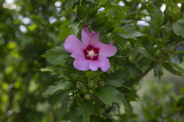 Eine Hibiskusblüte © Tanja