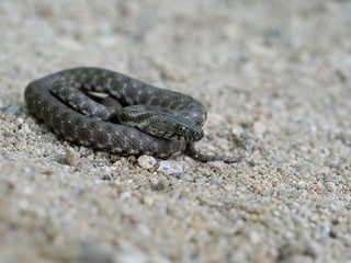 Dice snake, Natrix tessellata