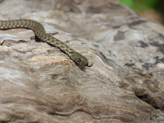Fototapeta premium Dice snake, Natrix tessellata