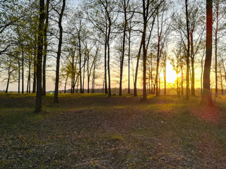 Obraz premium Beautiful sunrise and trees against the morning sky in spring.