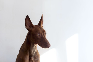 YOUNG PHARAOH HOUND on a white background