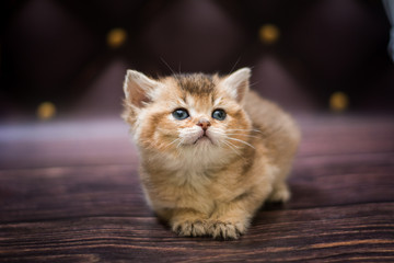 kitten scottish british cat burma munchkin animals