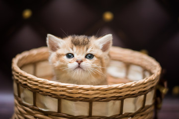 kitten scottish british cat burma munchkin animals