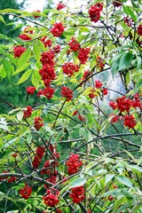 Rote Beeren am Herbststrauch