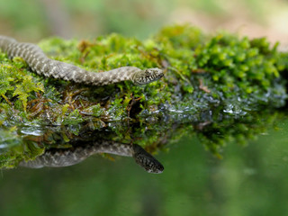 Dice snake, Natrix tessellata