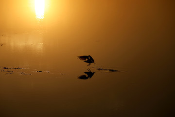 Fliegender Vogel im Sonnenuntergang über dem Wasser in Australien