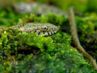 Dice snake, Natrix tessellata