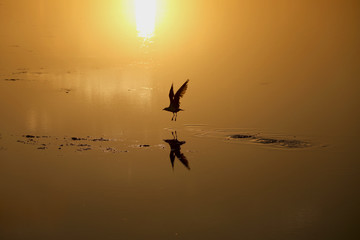 Fliegender Vogel im Sonnenuntergang über dem Wasser in Australien