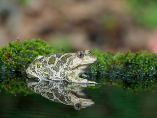 Eastern spadefoot toad, Scaphiopus holbrookii