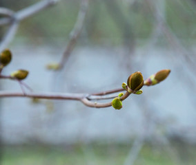 buds blooming on trees, spring time, leaves will soon appear