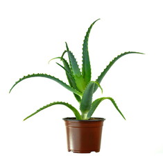 Aloe Vera On White Background. Aloe vera tree have medicinal properties. Green aloe vera plant.