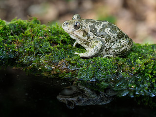 Eastern spadefoot toad, Scaphiopus holbrookii