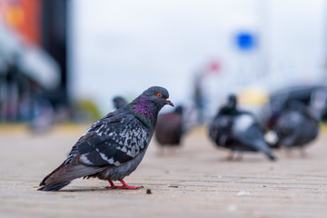Portrait of a pigeon on a city street in summer.