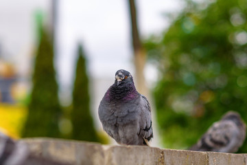 Portrait of a pigeon on a city street in summer.