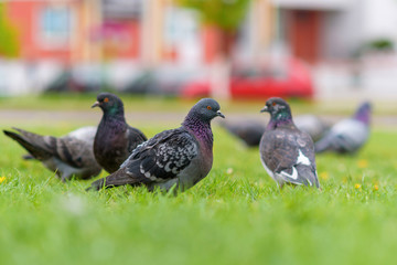 Portrait of a pigeon on a city street in summer.