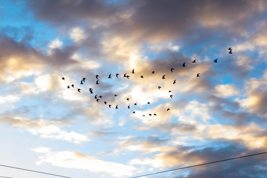 A wedge of birds flying over the blue cloudy beautiful sky of Rome in Italy. Evening in the amazing capital of Italy.