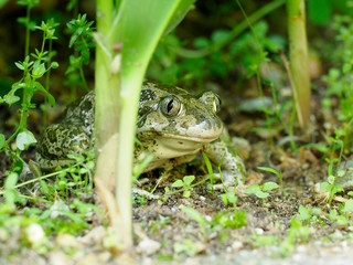 Eastern spadefoot toad, Scaphiopus holbrookii