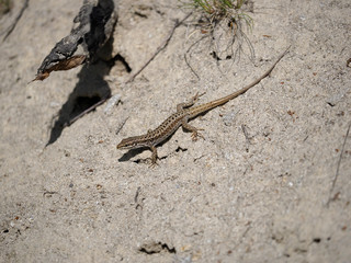 Erhard's wall-lizard, Podarcis erhardii