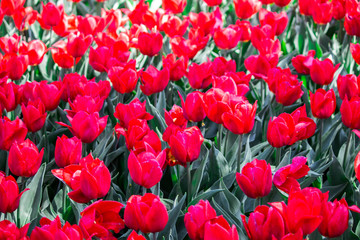 Tulip flower. Flower in garden at sunny summer or spring day. Flower for postcard beauty decoration...